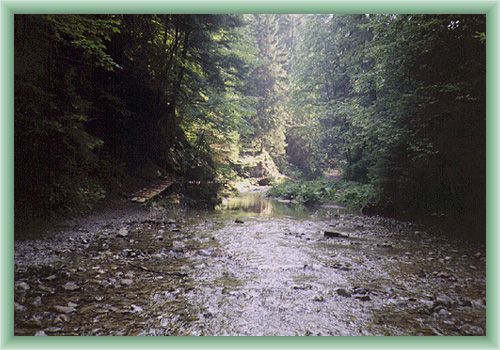 Stream Biely potok